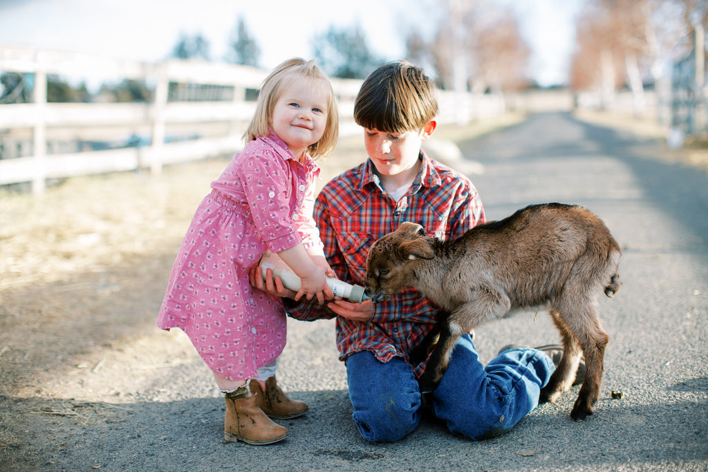 How to Raise Dairy Goats for Organic Goat Milk - Backyard Goats
